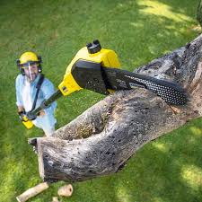 Trusted Ottumwa, IA Tree Services Experts